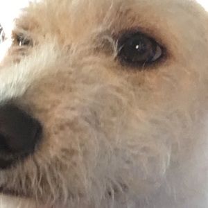 Meet your Posher, Lilly